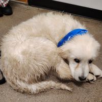 PetSmart Veterinary Services - Wausau ico
