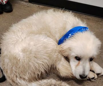 PetSmart Veterinary Services - Wausau