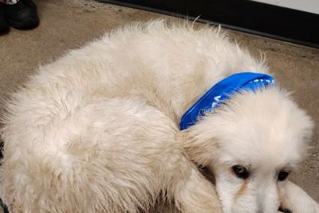 PetSmart Veterinary Services - Wausau