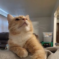 PAW Health Network - 24 Hour Animal Care Center ico