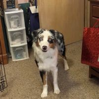 Kronenwetter Veterinary Care ico