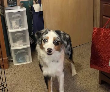Kronenwetter Veterinary Care