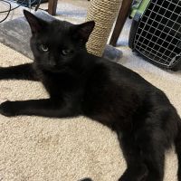 Medford Veterinary Clinic ico