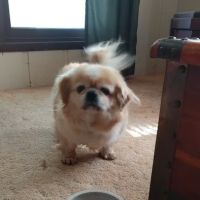 Four Seasons Veterinary Clinic ico