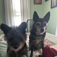 Waverly Veterinary Hospital Inc. ico
