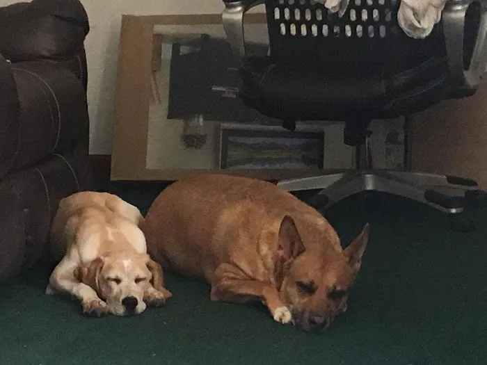 Town & Country Veterinary Clinic 12