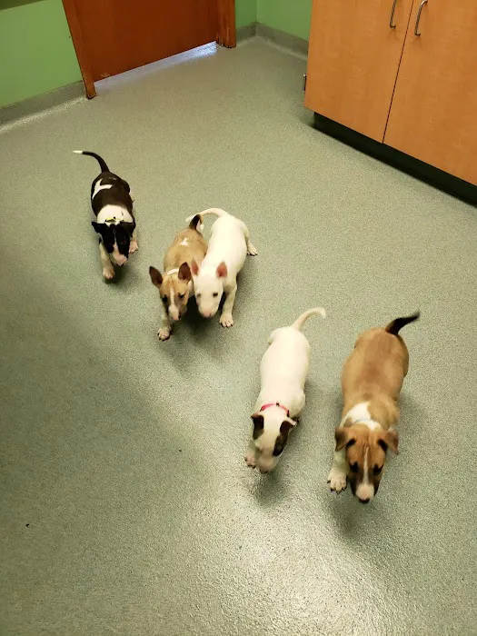 Kirkpatrick Animal Hospital 12