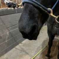 Kirkpatrick Animal Hospital ico