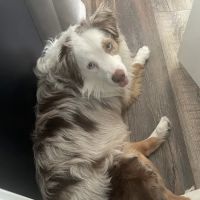 French Town Veterinary Clinic ico