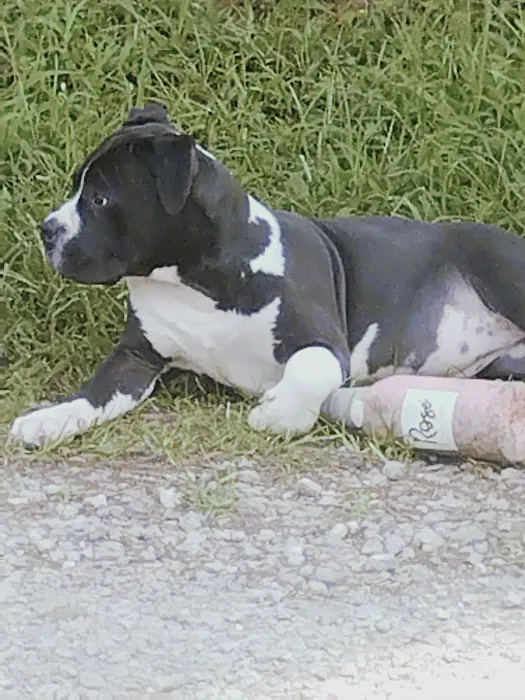 Belpre Animal Clinic 8