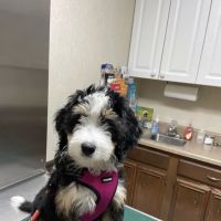 Belpre Animal Clinic ico