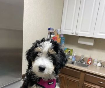 Belpre Animal Clinic