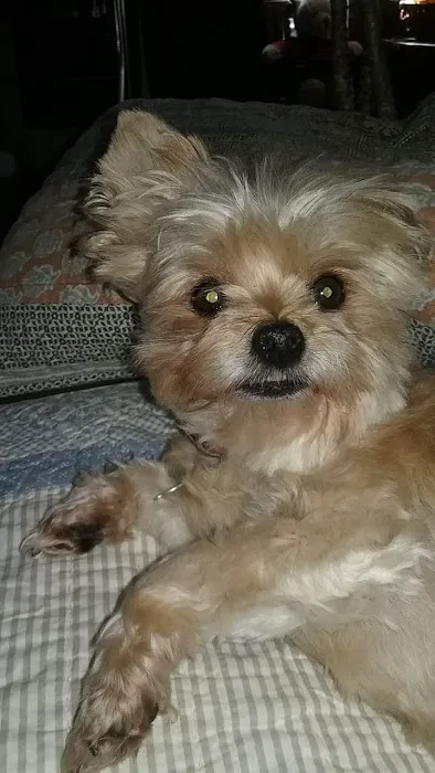 Parkersburg Veterinary Hospital of Vienna 12