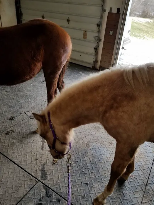 Morgan Veterinary Services 4