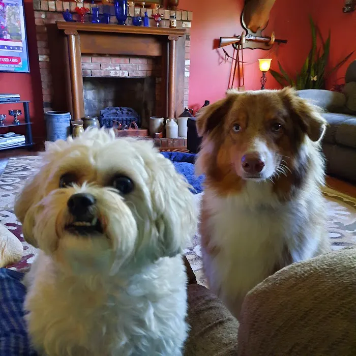 Williamstown Animal Hospital 4
