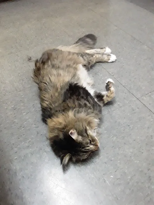 Williamstown Animal Hospital 7