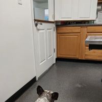 Williamstown Animal Hospital ico