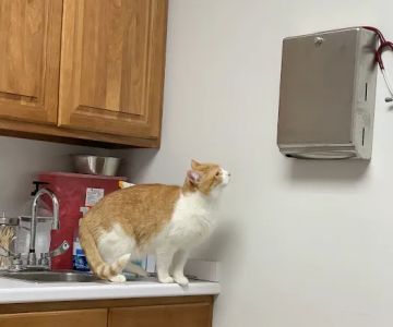 The Spot Clinic