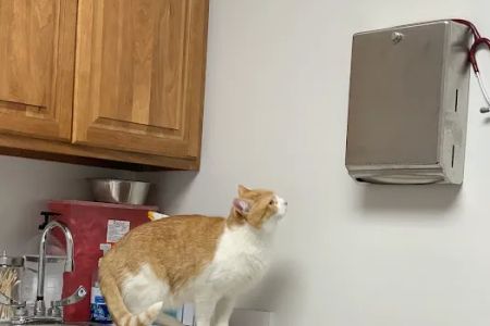 The Spot Clinic
