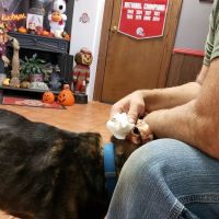 Colonial Animal Hospital ico