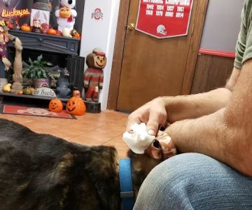 Colonial Animal Hospital