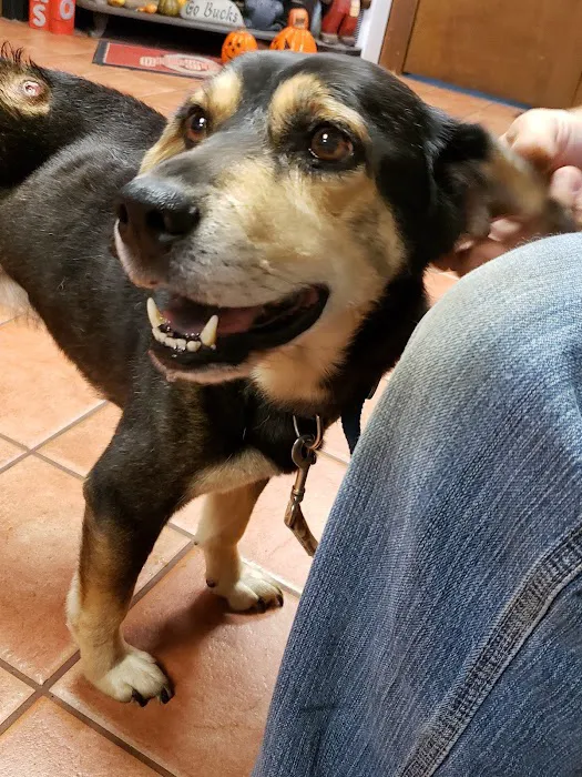 Colonial Animal Hospital 12