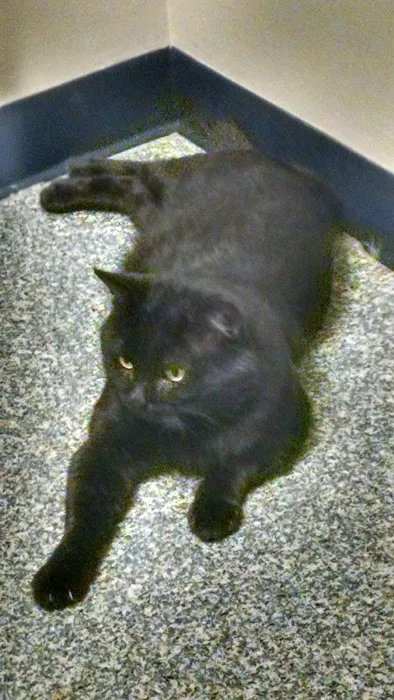 VCA Dudley Avenue Animal Hospital 12