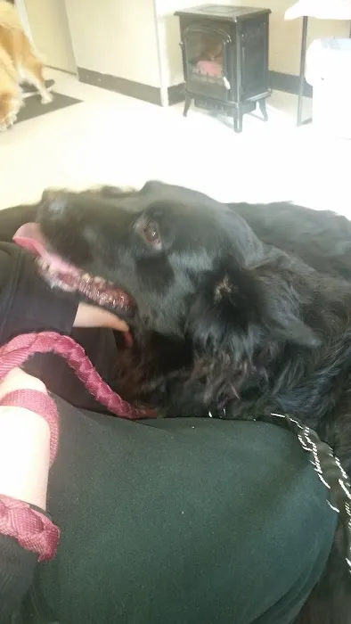 VCA Dudley Avenue Animal Hospital 12