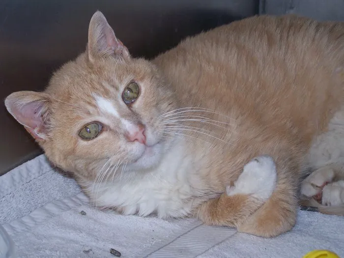 VCA Dudley Avenue Animal Hospital 12