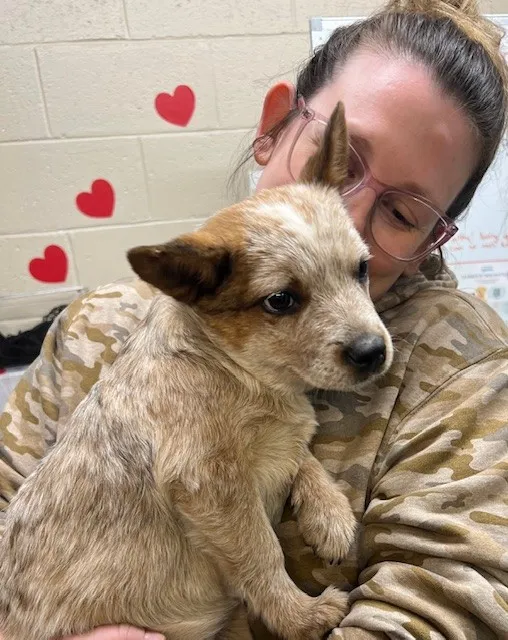 VCA Dudley Avenue Animal Hospital 12