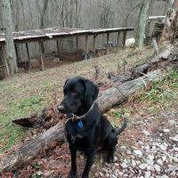 River City Pet Hospital ico