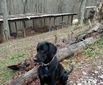 River City Pet Hospital