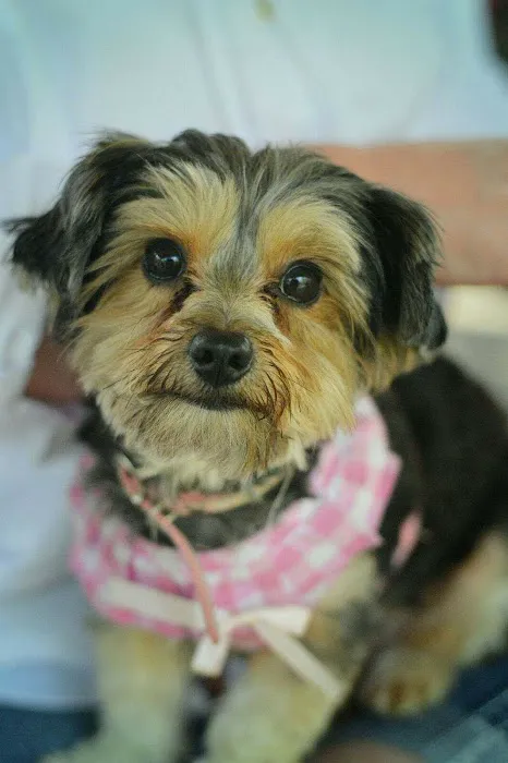 River City Pet Hospital 6