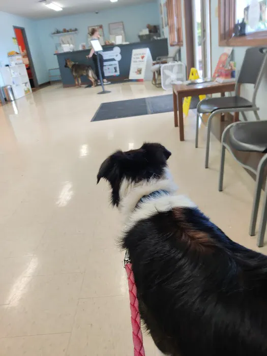 River City Pet Hospital 4