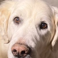 Wolf Creek Veterinary Services- Mary Uhl DVM ico