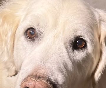 Wolf Creek Veterinary Services- Mary Uhl DVM