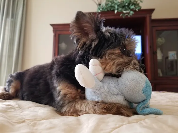 Wolf Creek Veterinary Services- Mary Uhl DVM 2