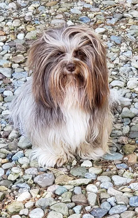 Wolf Creek Veterinary Services- Mary Uhl DVM 10