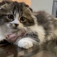 Anderholm Veterinary Clinic ico