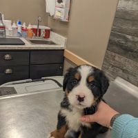 East Holmes Veterinary Clinic ico