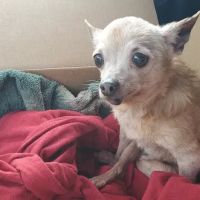 Country Corner Animal Clinic ico