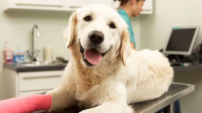 Veterinary Medical Hospital 9