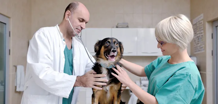 Veterinary Medical Hospital 8
