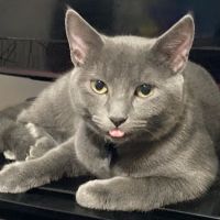 Veterinary Medical Hospital ico