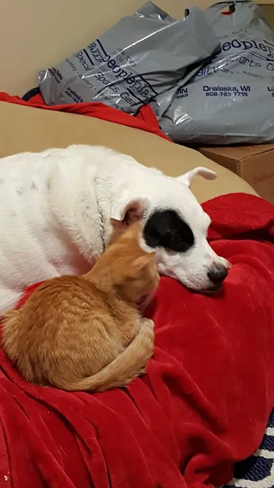 Willow Pet Hospital 4