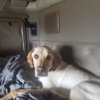 Willow Pet Hospital ico