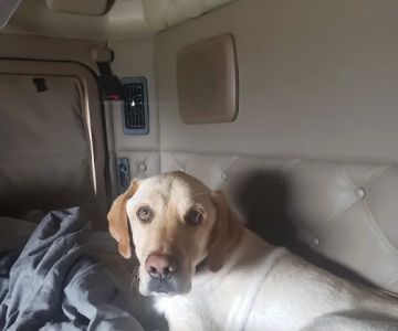Willow Pet Hospital