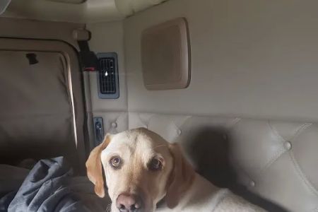 Willow Pet Hospital
