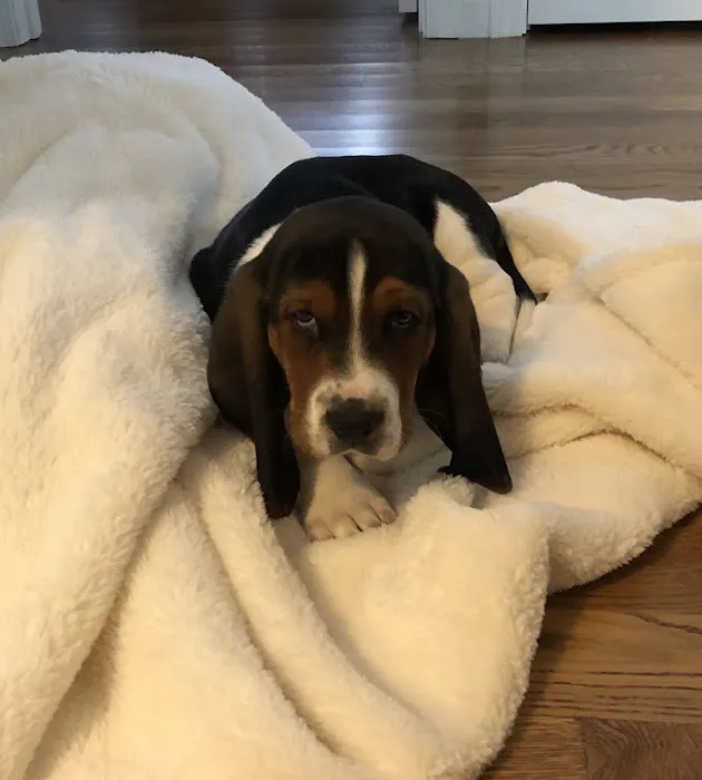 Willow Pet Hospital 3