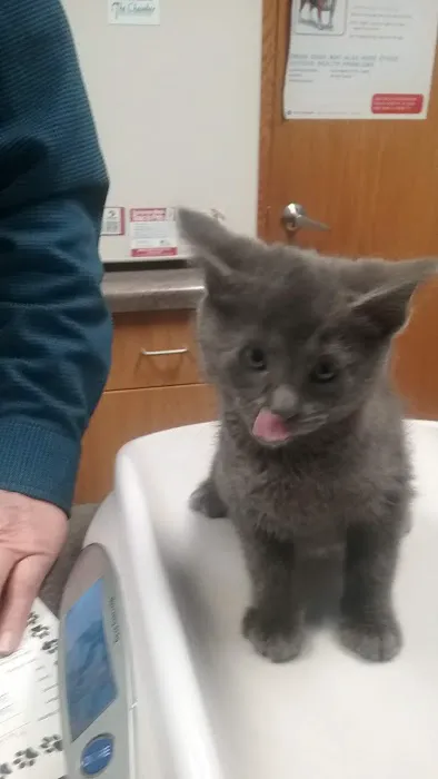 Austin Veterinary Clinic 1